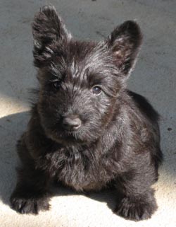 scotty terrier puppies