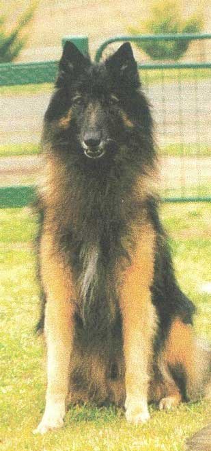 Belgian Shepherd Dog