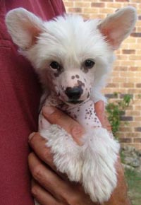 chinese crested white