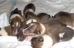 rough collie puppies look