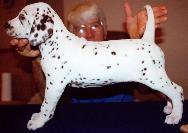 Dalmatian Breeders