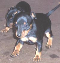 toy terrier puppies