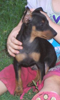 toy terrier puppies