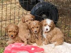 4 Lovely Toy Poodle Puppies