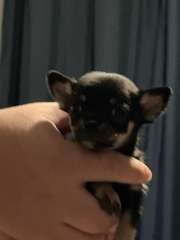 Chihuahua puppies for sale 