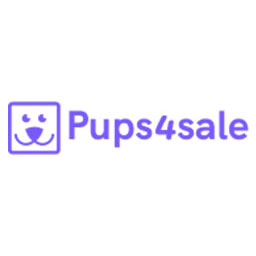 Shih+tzu+maltese+puppies+for+sale+perth