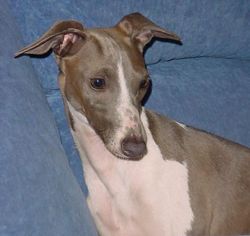 Puppies Italian Greyhound