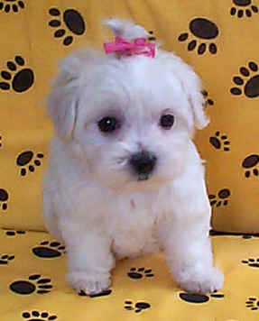 toy morkie puppies
