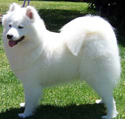 Samoyed Dogs