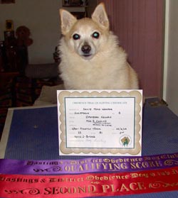 Red Schipperke