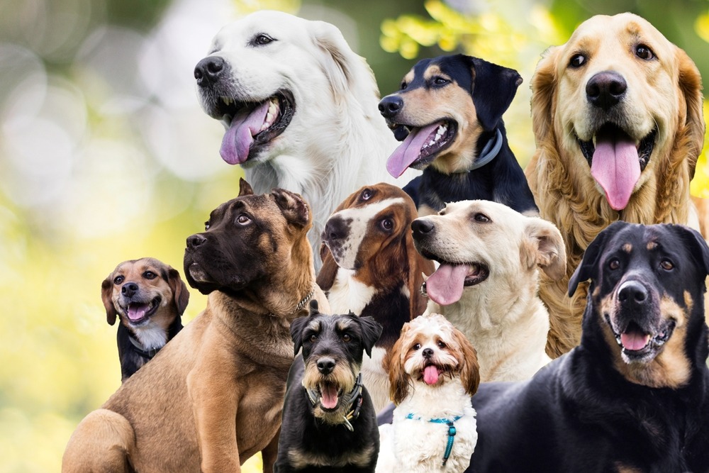 Mixed group of dogs including large and small breeds posing together against a blurred green background