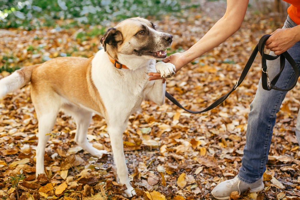 Person holding a dog’s paw during a walk outdoors, showing safe handling and responsible dog ownership