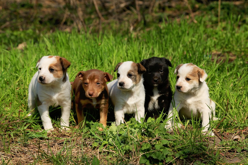 A litter of young puppies sitting together on grass, early development stage in responsible dog breeding. Dog breeding in Australia has ch