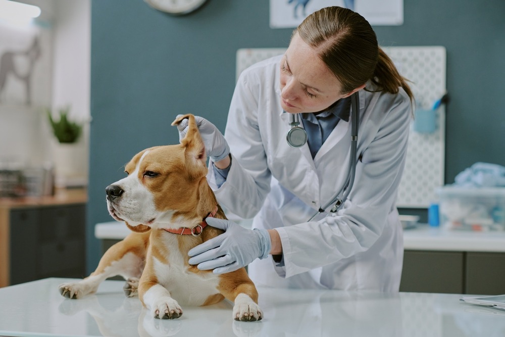 Veterinarian examining a dog’s ears with gloved hands, checking for inflammation, infection or parasites during a routine health check.