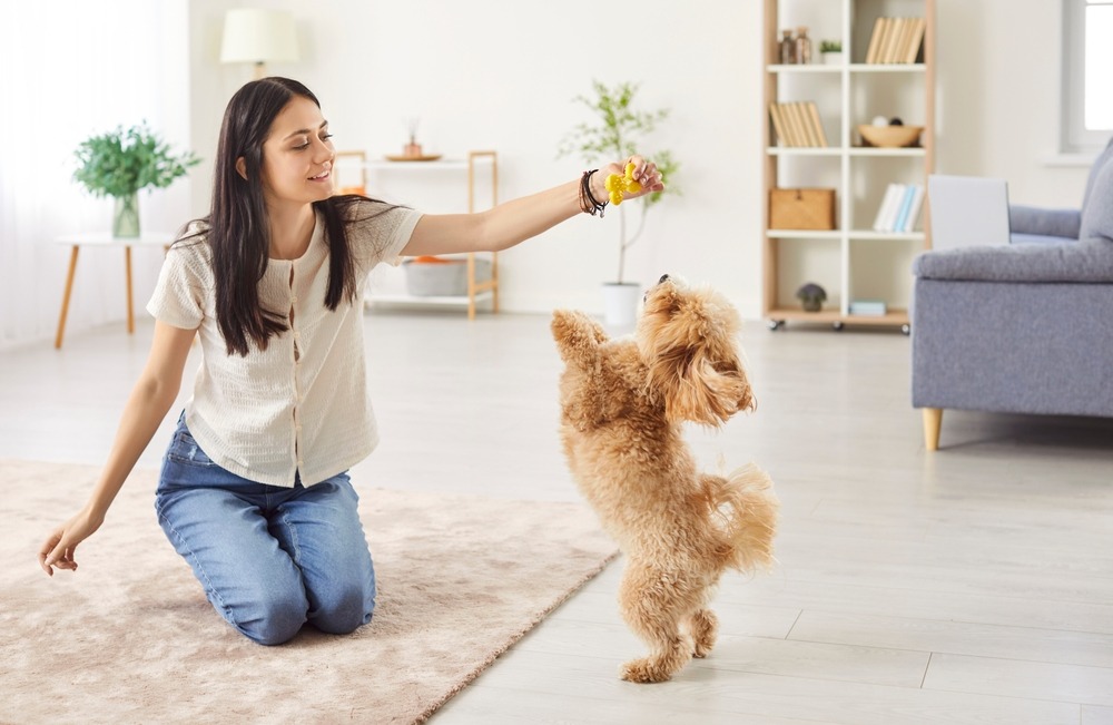 Owner rewarding a puppy standing on hind legs, reinforcing obedience, balance and impulse control through interactive play training.