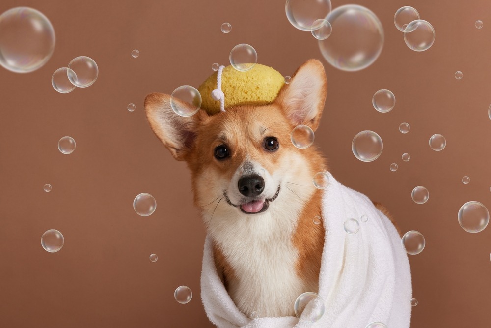 Dog wrapped in a towel with a shampoo sponge on head, illustrating gentle bathing routines that support coat and skin hygiene.