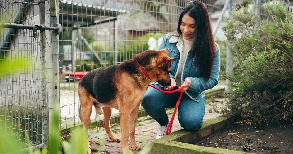 Shelter volunteer kneeling to comfort a rescue dog on a lead, demonstrating trust building, assessment and rehabilitation practices.