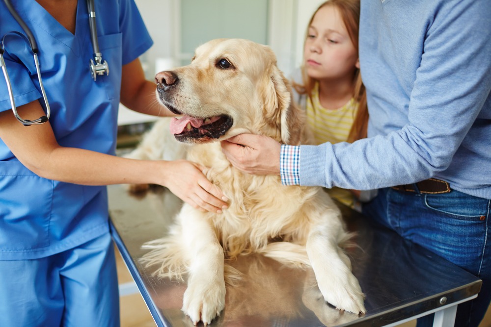 Family dog being examined by a veterinarian while owners observe closely, illustrating shared decision-making and veterinary consultation costs.
