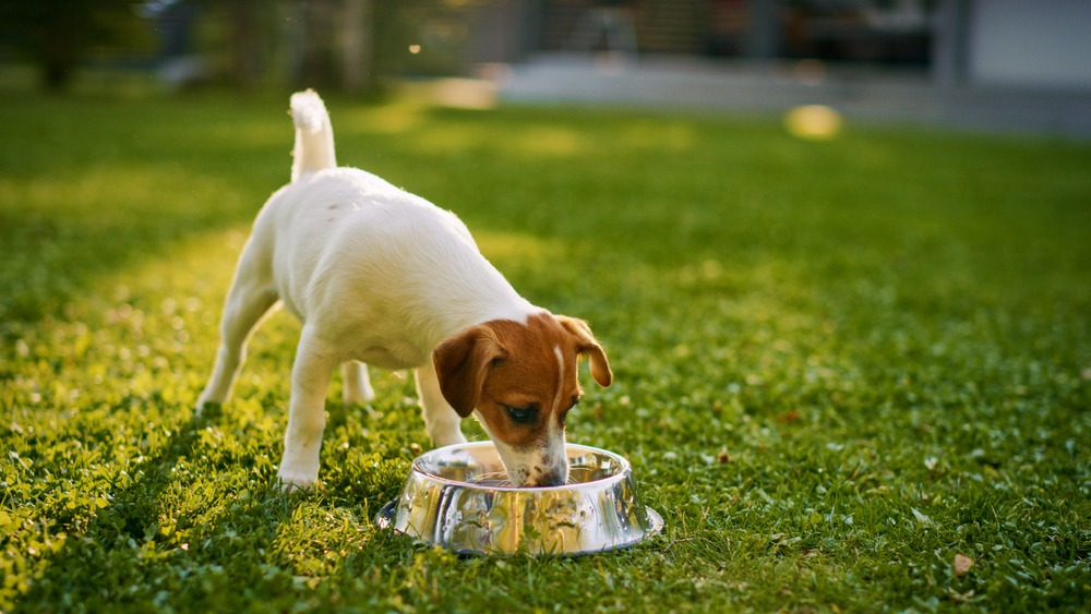 Young puppy drinking water from a stainless steel bowl outdoors, emphasising hydration essentials for healthy daily puppy care.