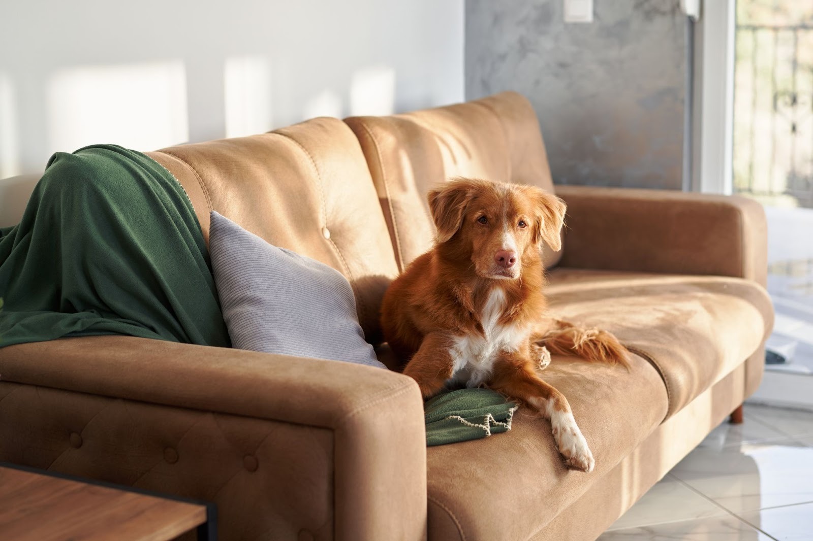 Dog sitting calmly on a sofa at home while alone, representing a relaxed indoor environment for managing separation anxiety