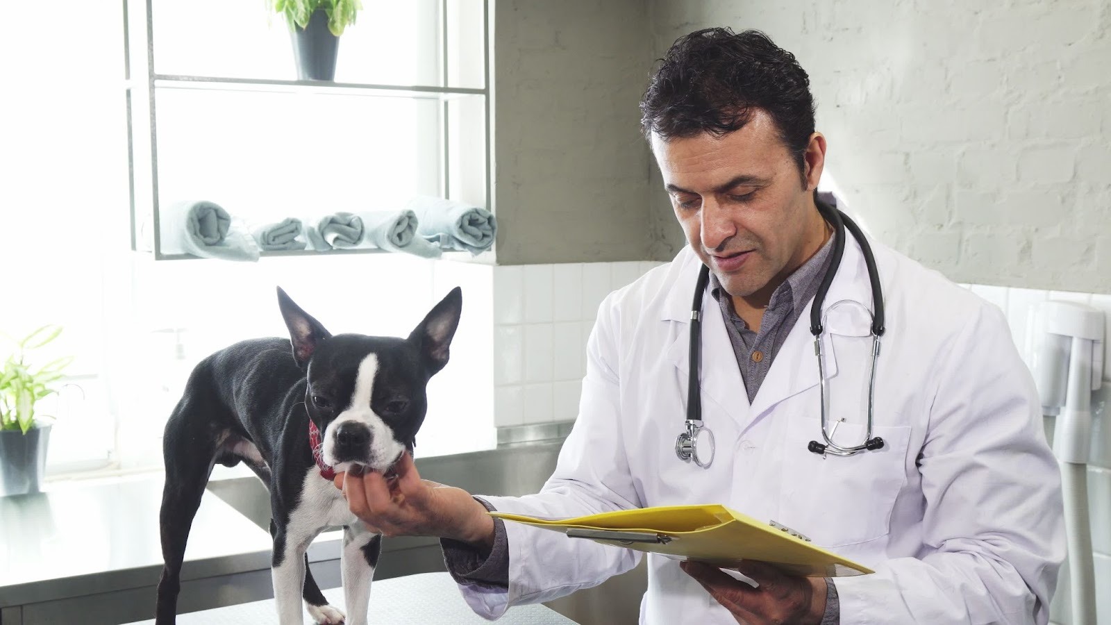 Buyer carefully reviewing a puppy contract to spot puppy contract red flags before purchase