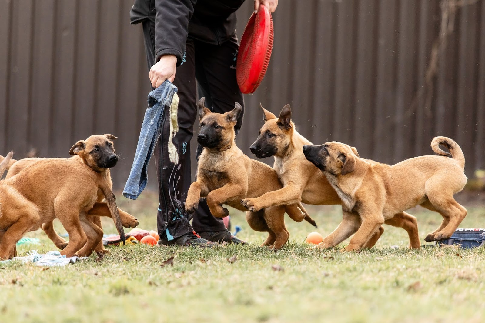 Four Belgian Malinois puppies play tug and chase a trainer holding a cloth and red frisbee in a grassy yard.