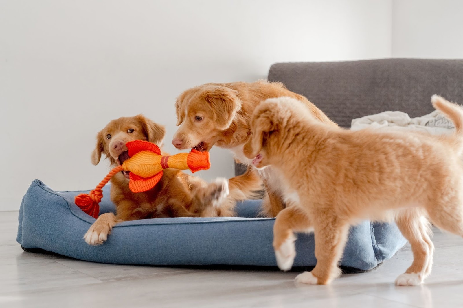 Three golden retriever puppies playing tug-of-war with an orange toy while standing around a blue dog bed indoors.