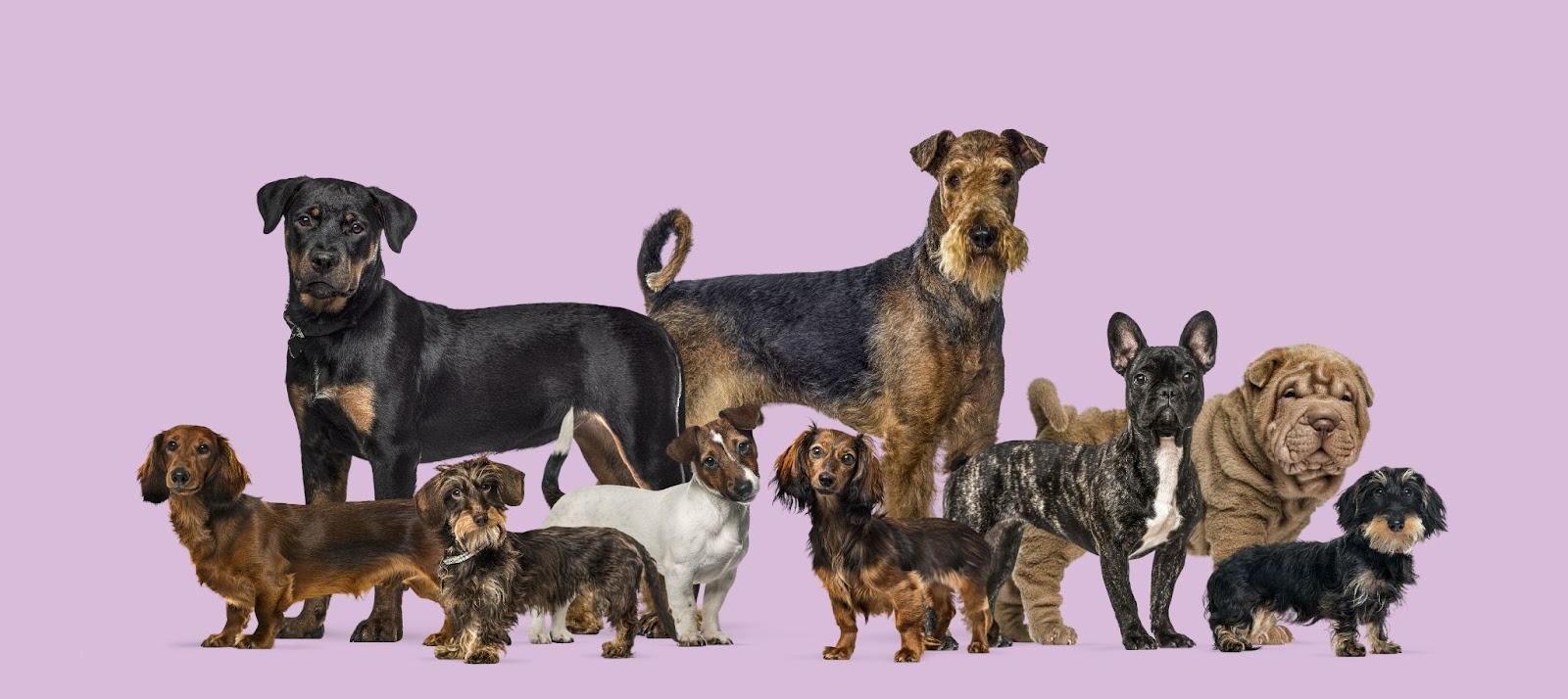 Group of various dog breeds including Rottweiler, Airedale Terrier, Dachshunds, French Bulldog and Shar Pei standing against a purple background.