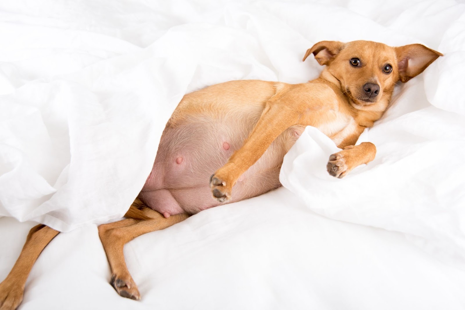 Pregnant tan dog lying on her back on a white bed, showing enlarged belly and visible nipples