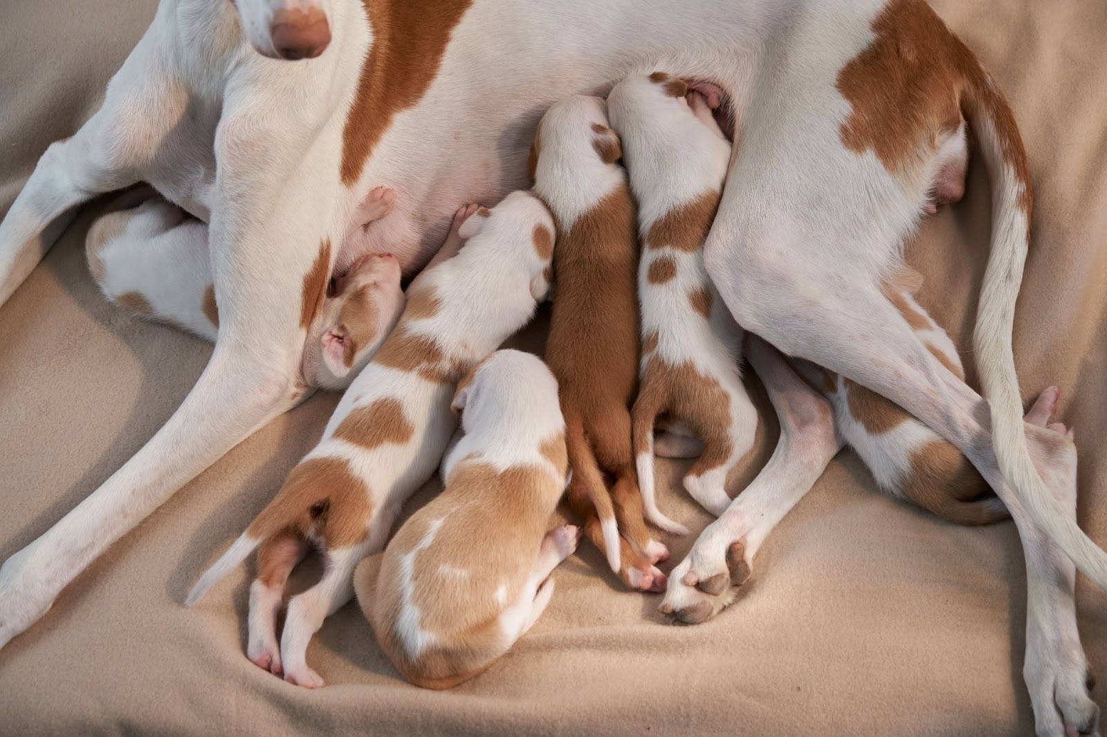 Mother dog resting in whelping box nursing newborn puppies safely indoors