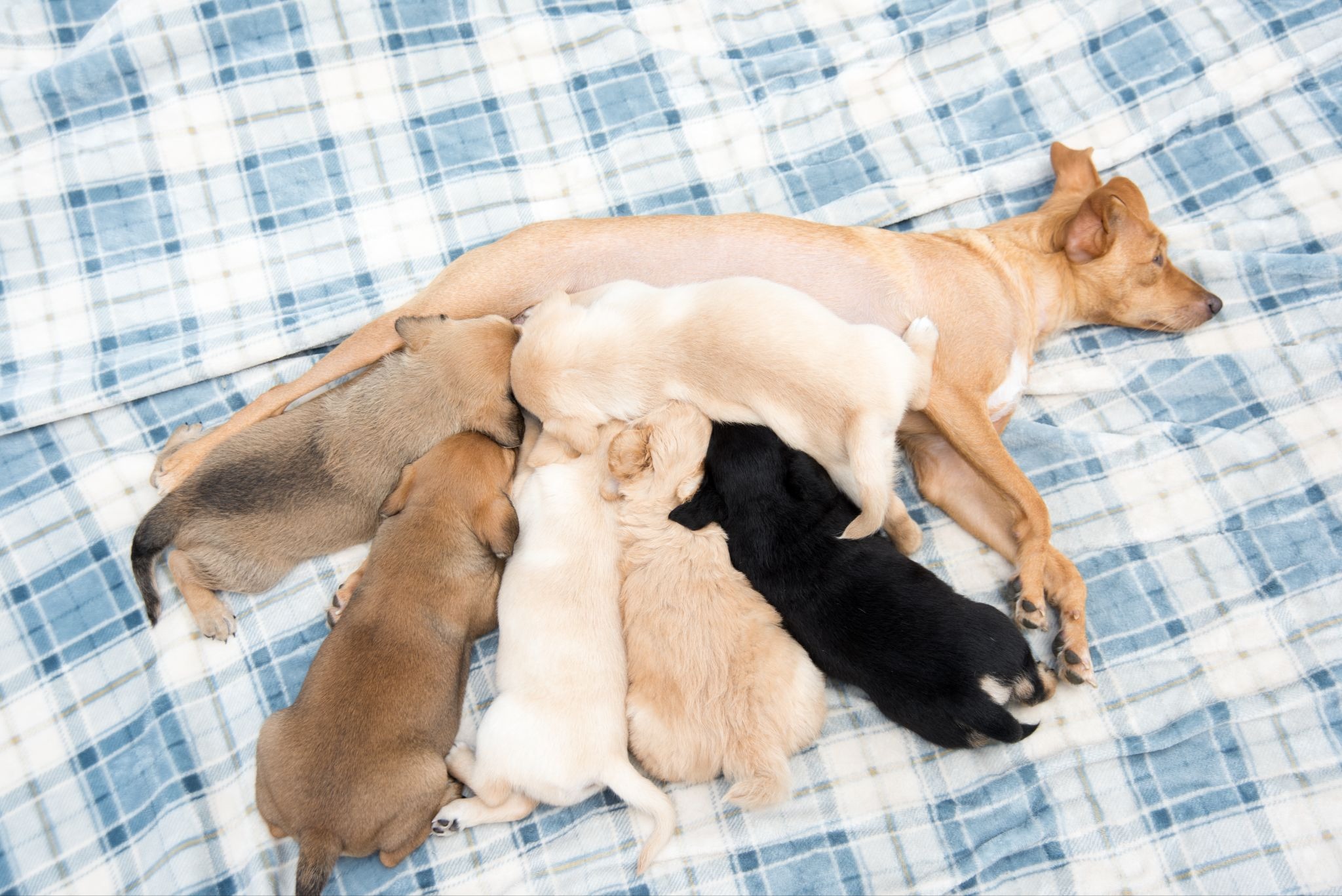 Mother dog nursing newborn puppies showing normal litter size range