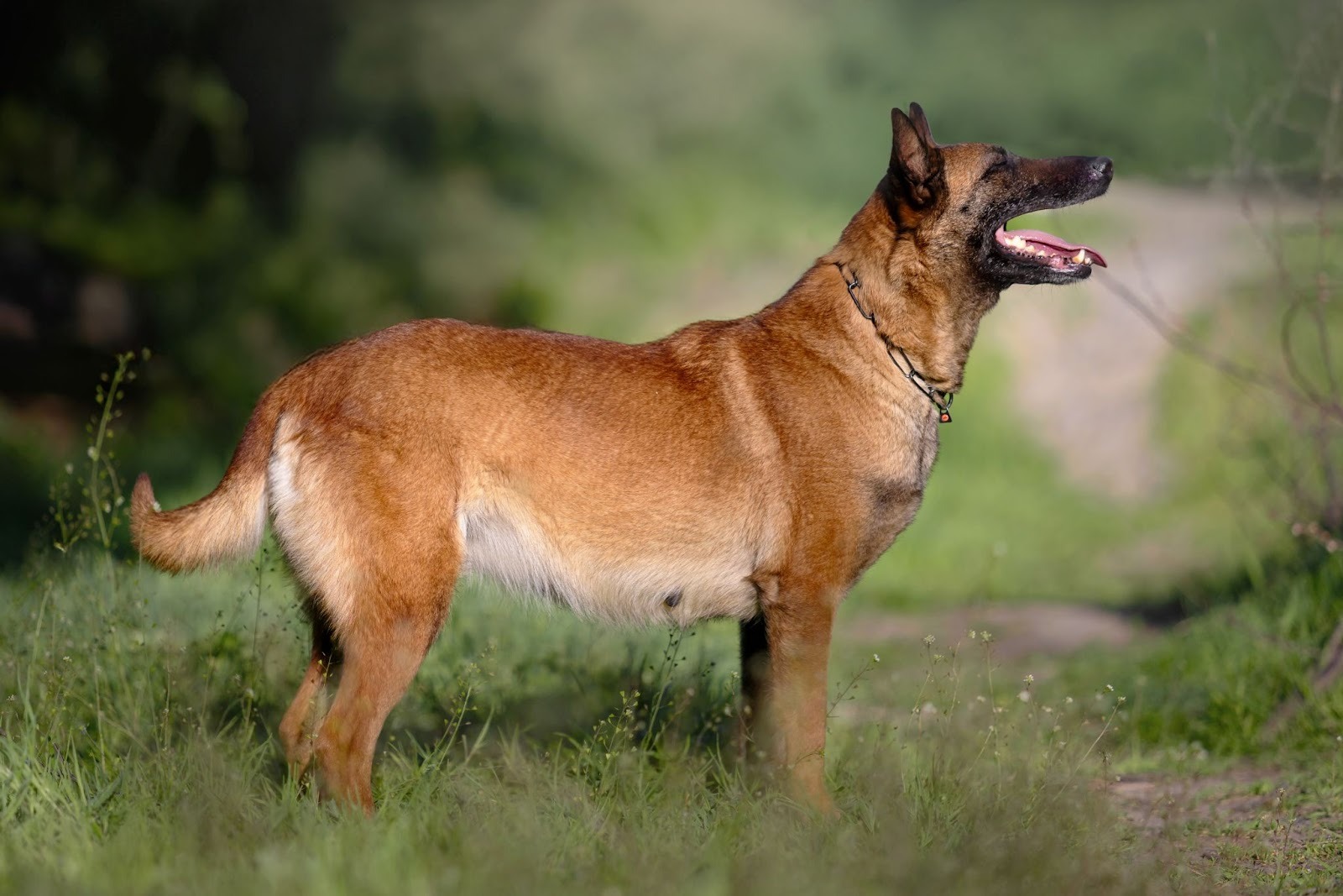 Tan, short-haired dog standing in profile on grass, mouth open and tongue out, wearing a collar with a blurred green background.