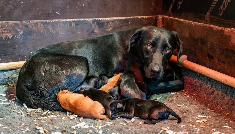 Mother dog and newborn puppies in dirty whelping box, first-time breeder mistakes that harm puppies through poor hygiene