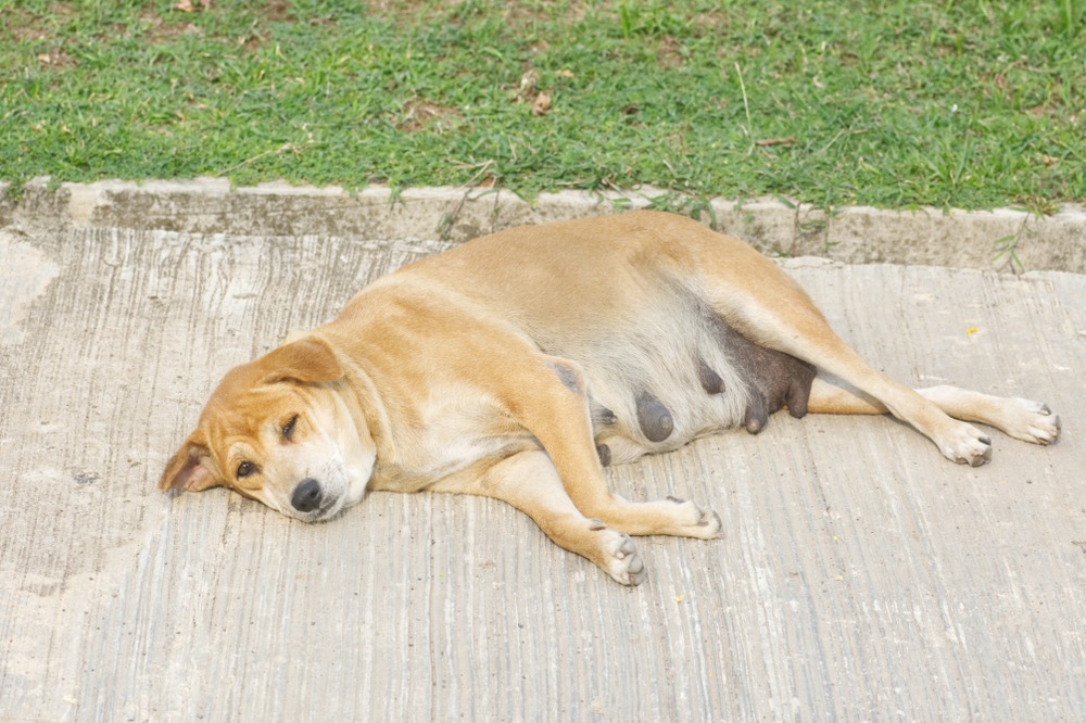 Pregnant dog lying on concrete outdoors, resting between early labour signs, how long does dog labour last, stage guide