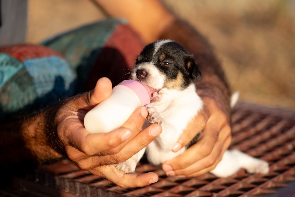 Hands bottle-feeding a newborn puppy with milk replacer, supportive care to reduce puppy mortality in the first two weeks