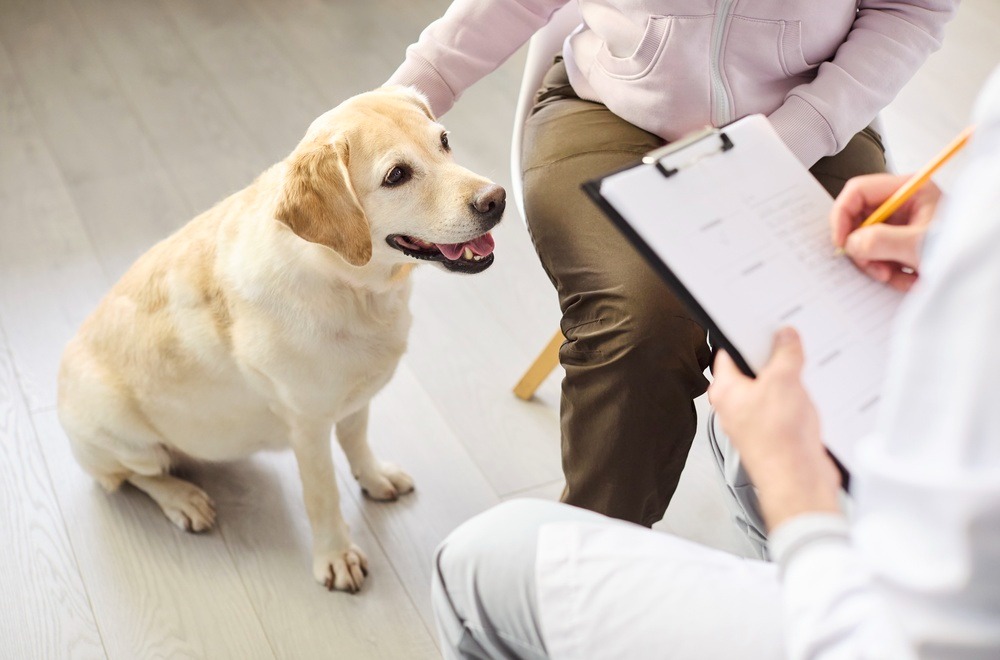Vet holding small dog beside paperwork, documenting vaccinations and legal dog breeding requirements for sale