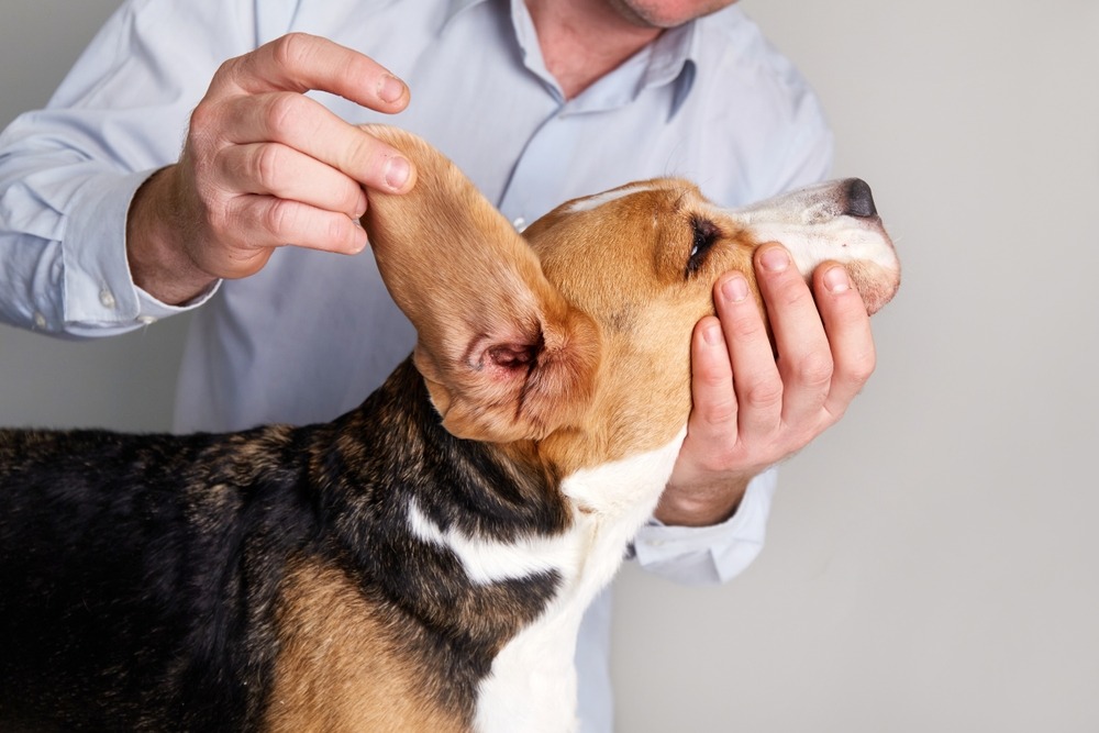 Owner lifting dog's ear to inspect redness and discharge, checking why do my dog’s ears smell bad at home
