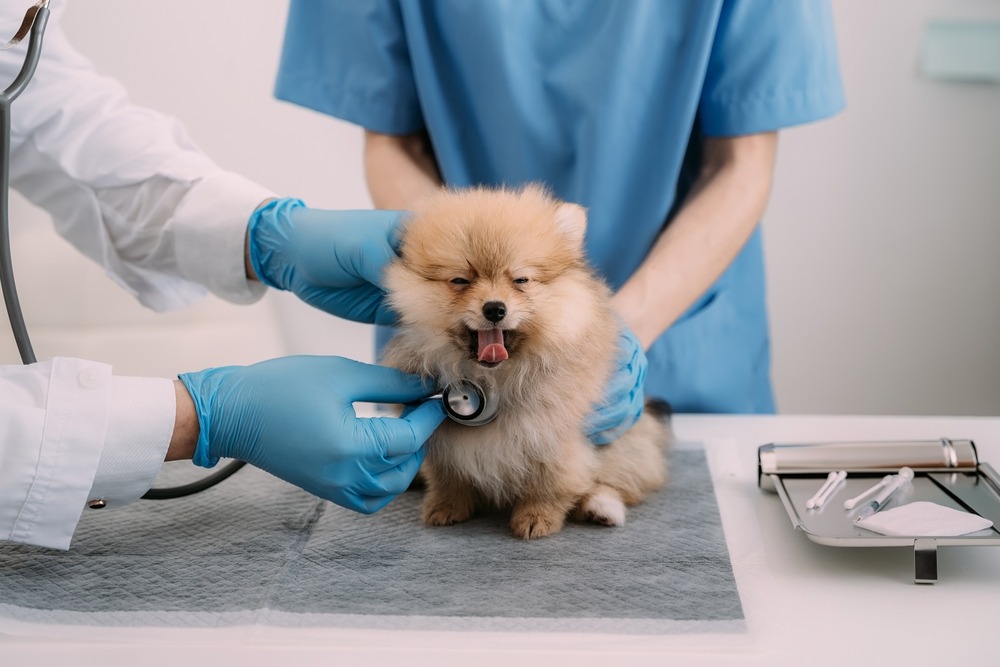 Vet using a stethoscope on fluffy puppy during routine check, showing how often dogs should see a vet