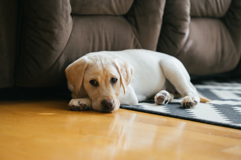 Lethargic Labrador puppy lying on wooden floor, early signs of illness in puppies