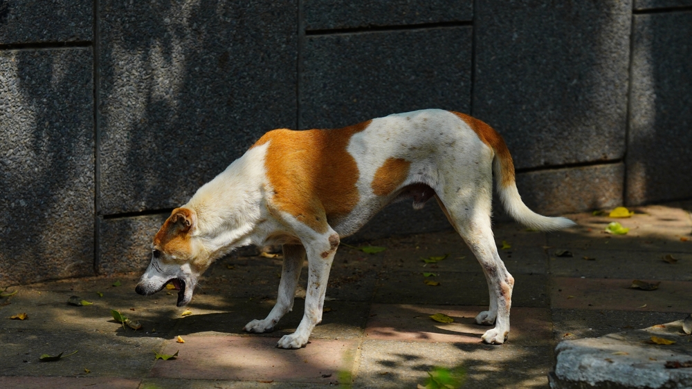 Brown and white dog actively vomiting outside on pavement, possible emergency vomiting in dogs