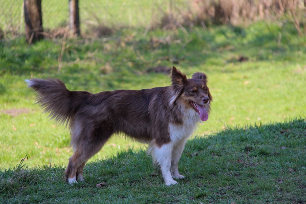Dog standing outdoors with one leg raised while walking, illustrating a visible sign of limping in dogs that may need vet care.