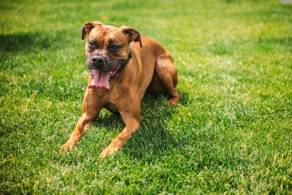 Dog resting on grass with heavy panting, possible heat stress from unsafe temperature for dogs