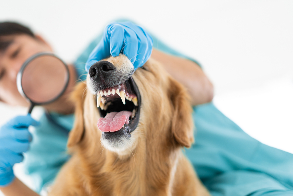 Veterinarian examining dog's mouth for dog dental disease symptoms, including inflamed gums and tartar