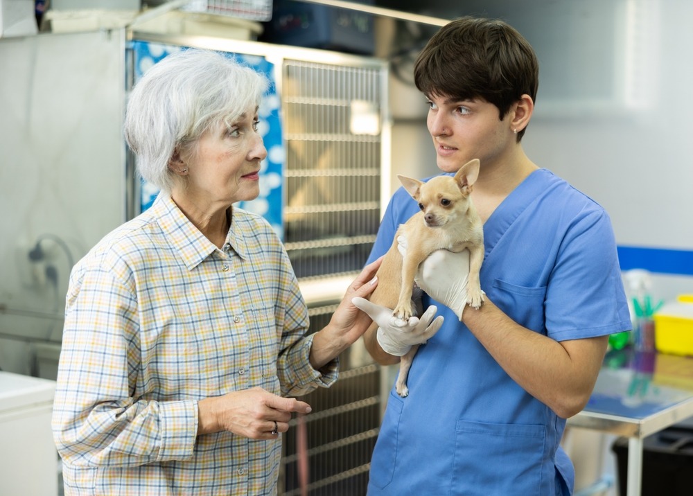 Vet discussing when to desex your dog with the owner while holding a small breed puppy in the clinic