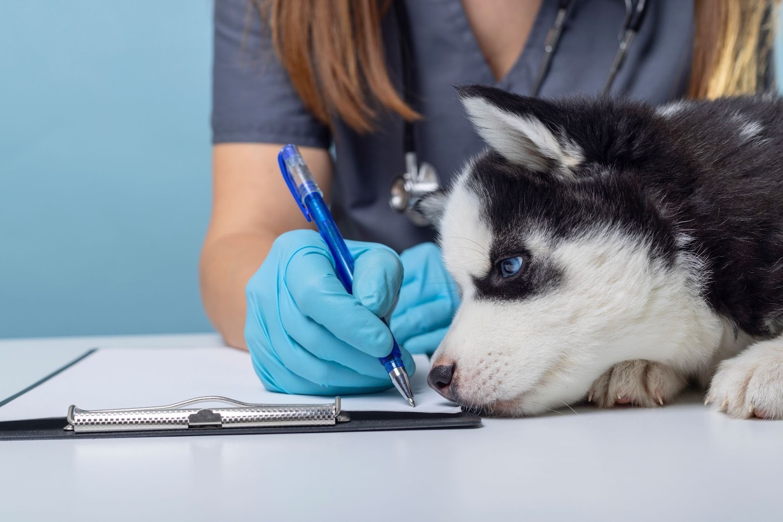 Veterinarian writing notes on a clipboard while a husky puppy rests its head on the exam table during a health check-up.