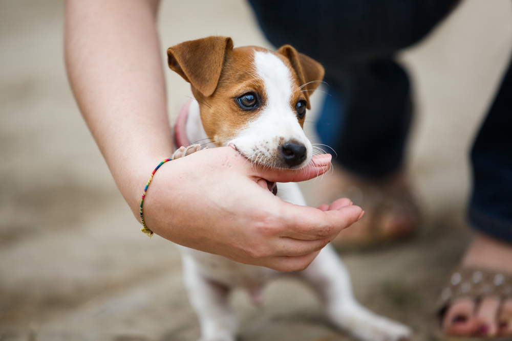 Young puppy gently mouthing an owner’s hand during play, illustrating common behaviour addressed when learning how to stop puppy biting.