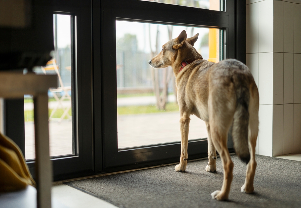 Dog standing by a glass door watching outside and waiting for owner, a common behaviour linked to separation anxiety in dogs.