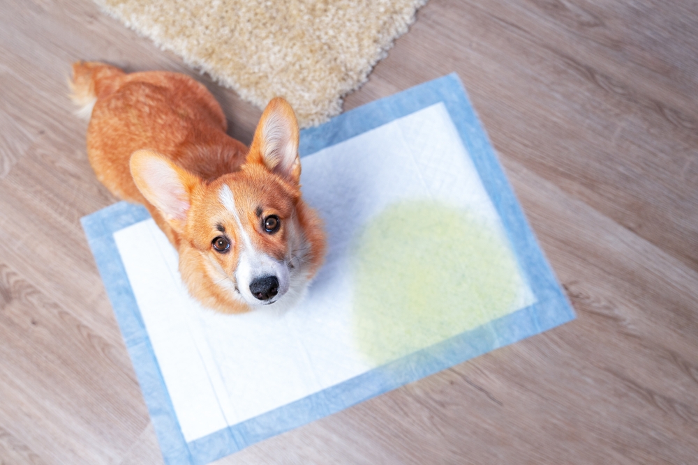 Puppy standing on indoor pee pad during early stage of the puppy toilet training timeline.