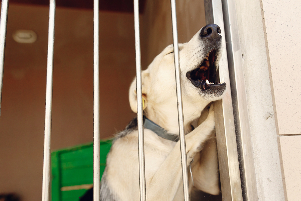 Dog barking and whining behind kennel bars, illustrating distress behaviour similar to when a puppy is crying at night.