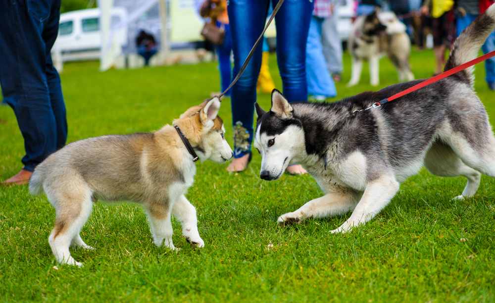 Puppy meeting a friendly adult dog on a leash in a park, demonstrating safe ways to socialise a puppy before full vaccination.